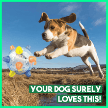 Load image into Gallery viewer, Libiyi™ Pet Ball  Endless Entertainment for Your Furry Friend! - Libiyi